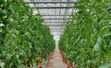 What are the Types and Dynamics of Vertical Farming Systems